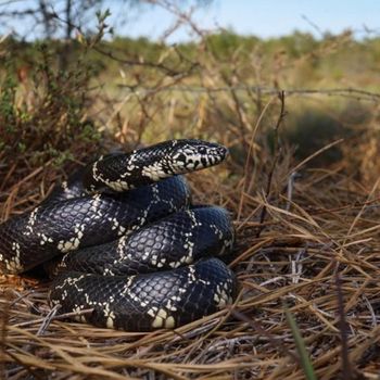 Adult Eastern Kingsnake