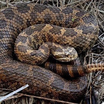 Adult Eastern Massasauga