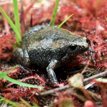 Adult Eastern Narrow-mouthed Toad