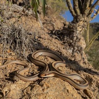 Adult Eastern Patch-Nosed Snake