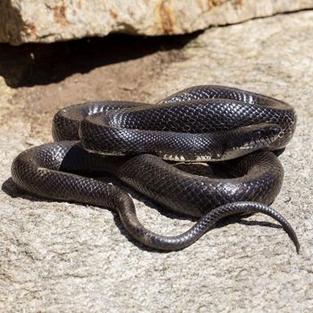 Adult Eastern Rat Snake