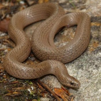 Adult Eastern Smooth Snake