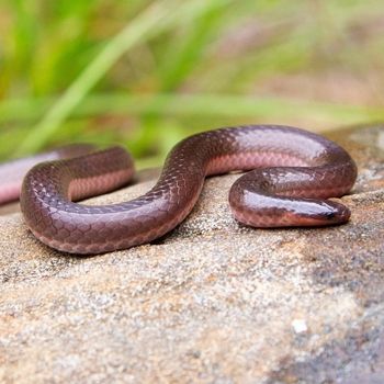 Adult Eastern Worm Snake