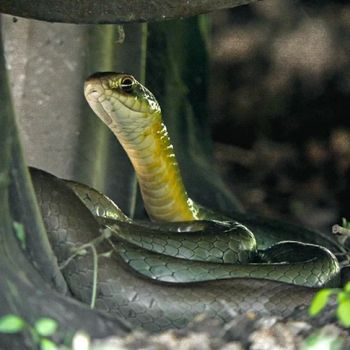 Adult Eastern Yellow-bellied Racer