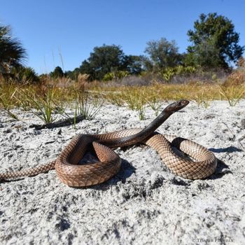 Adult Eastern coachwhip snake