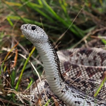 Adult Eastern pine snake