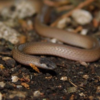 Adult Flat-headed Snake