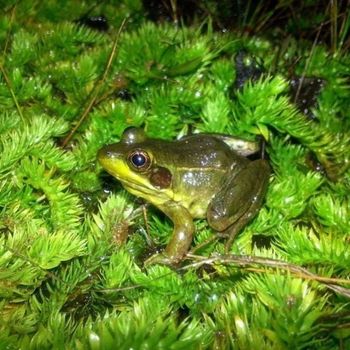 Adult Florida Bog Frog