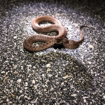 Adult Florida Brown Snake