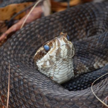 Adult Florida Cottonmouth