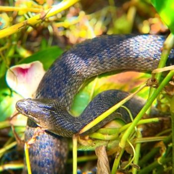 Adult Florida Green Water Snake