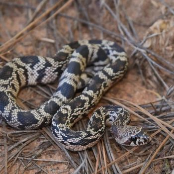 Adult Florida Pine Snake