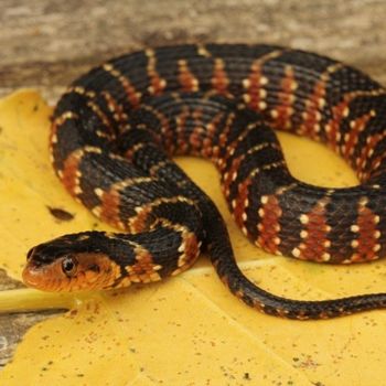 Adult Florida Water Snake