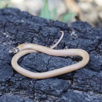 Adult Florida crowned snake