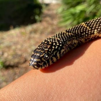 Adult Florida kingsnake