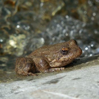 Adult Foothill Yellow-legged Frog