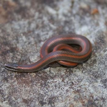 Adult Forest Sharp-tailed Snake