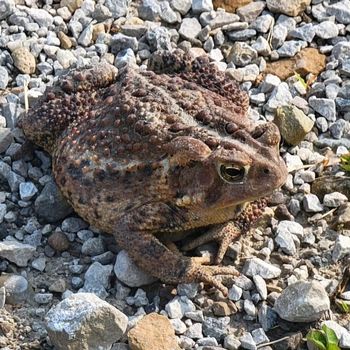 Adult Fowler’s Toad