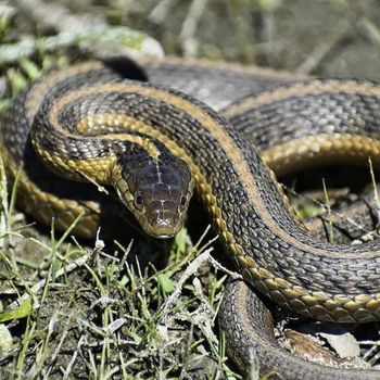 Adult Giant Garter Snake