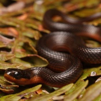 Adult Glossy Crayfish Snake