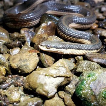 Adult Graham’s Crayfish Snake