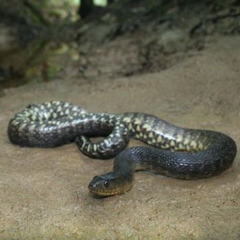 Adult Graham’s Water Snake