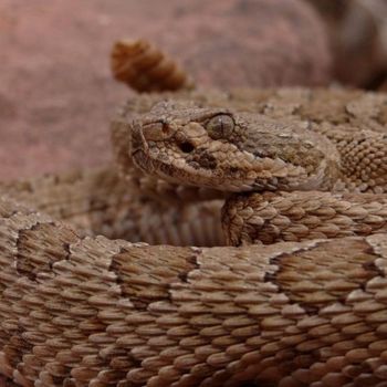 Adult Grand Canyon Pink Rattlesnake