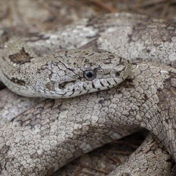 Adult Gray Rat Snake