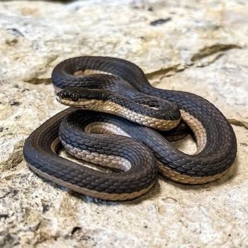 Adult Gray crayfish snake