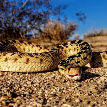 Adult Great Basin Gophersnake