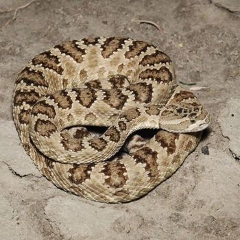 Adult Great Basin Rattlesnake