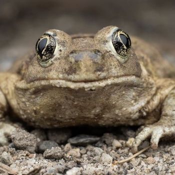 Adult Great Basin Spadefoot Toad