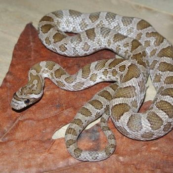 Adult Great Plains Snake