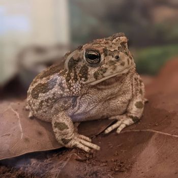Adult Great Plains Toad