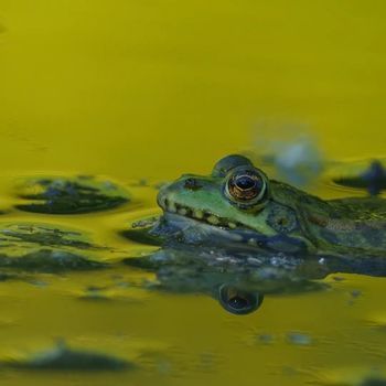 Adult Green Frog