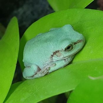 Adult Green Tree Frog