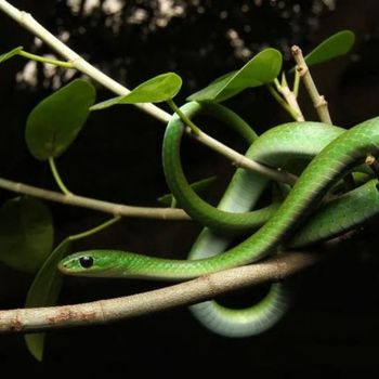 Adult Green Water Snake