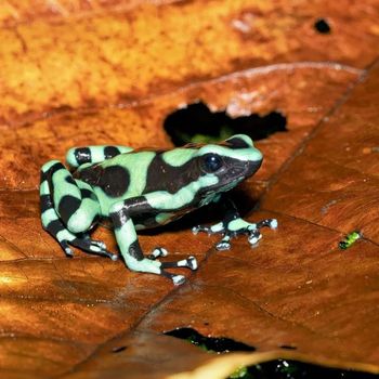 Adult Green-and-Black Poison Dart Frog
