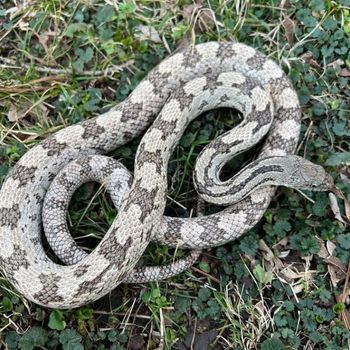 Adult Grey Rat Snake