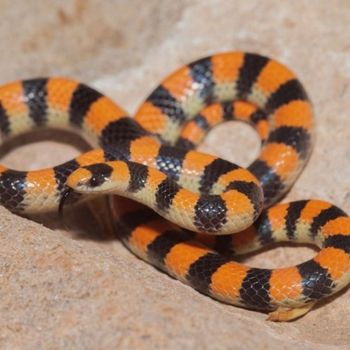 Adult Ground Snake