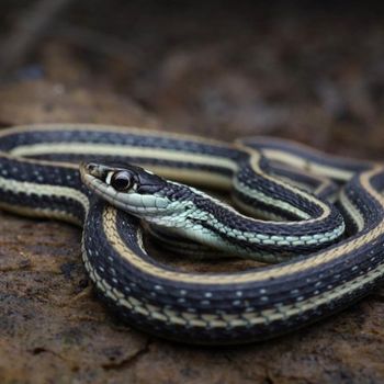 Adult Gulf Coast Ribbon Snake