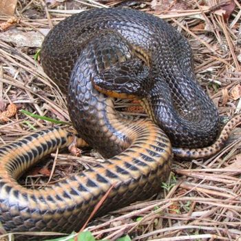 Adult Gulf Crayfish Snake