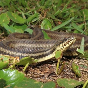 Adult Gulf Salt Marsh Snake