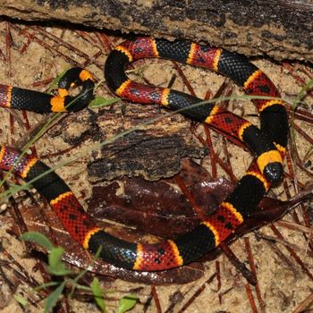 Fully Grown Harlequin coral snake