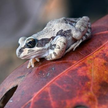 Adult Illinois Chorus Frog