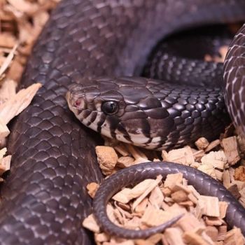 Adult Indigo snake