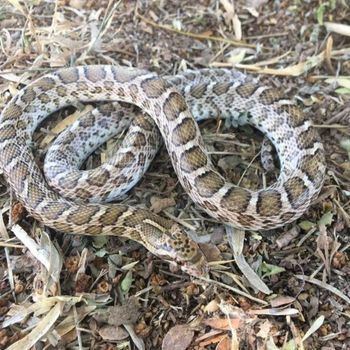 Adult Kansas Glossy Snake