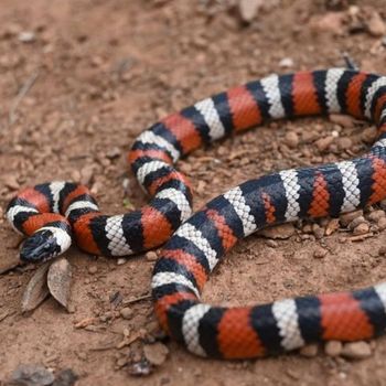 Adult Kingsnake