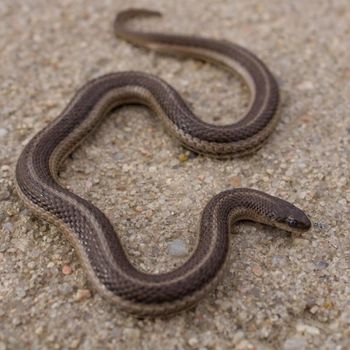 Adult Lined Snake