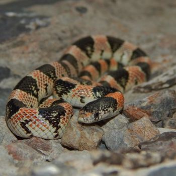 Adult Long-Nosed Snake